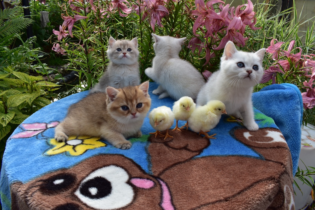 Family of Golden Kittens