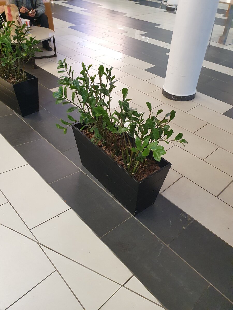 Небольшие замиокулькасы