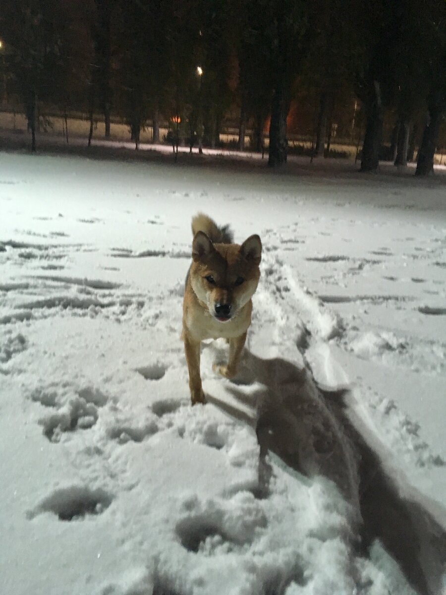 Тимо и первый снег в этом году