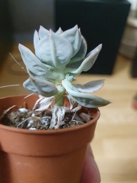 А на одном уже даже выросла детка и он пустил воздушные корни