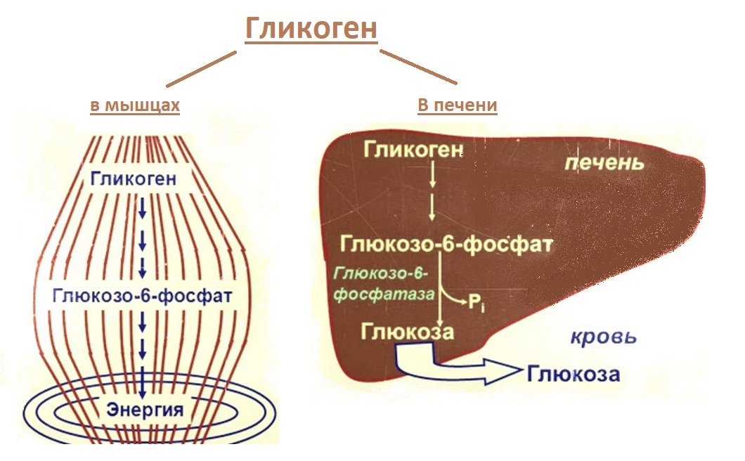 Структура гликогена. Мышечный гликоген. Гликоген в печени. Глюкоза для печени