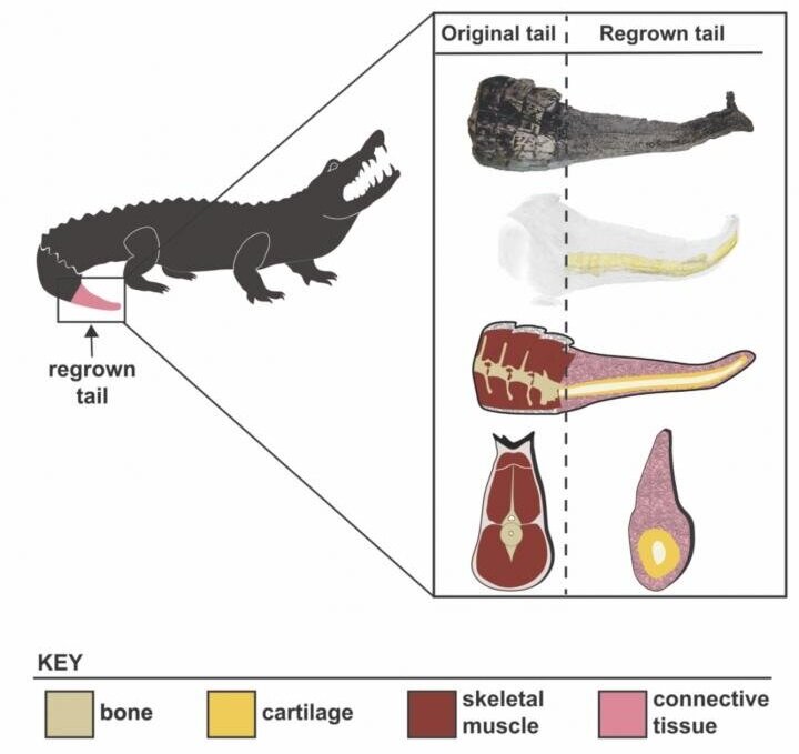Структура отросшего хвоста аллигатора. Изображение: Университета штата Аризона
