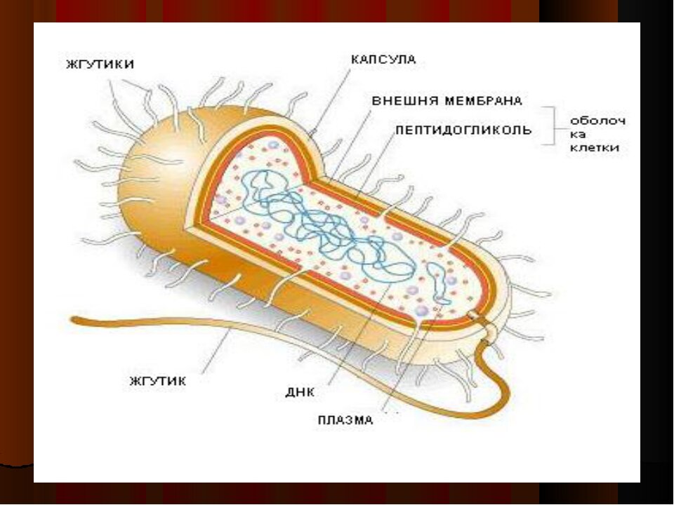 МОРФОЛОГИЧЕСКОЕ СТРОЕНИЕ СПЕРМАТОЗОИДОВ | АРТ-ЭКО – клиника лечения бесплодия в Москве