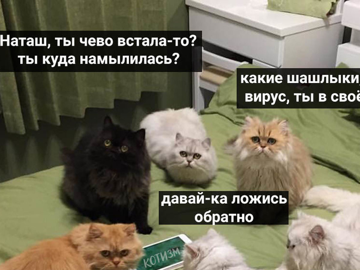 Фото коты и наташа