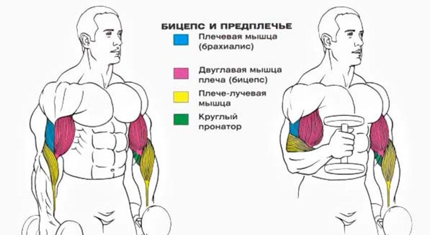 Как быстро развить бицепс в домашних условиях