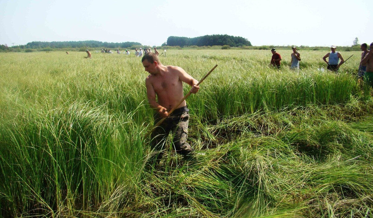 Сено косят. Трава для сенокоса. Косить траву в деревне. Сенокос косой.