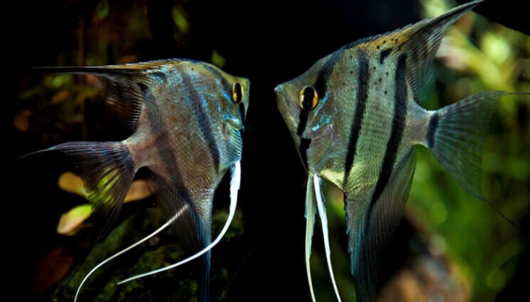 Основные нюансы при выборе сожителей