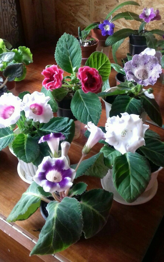 Глоксинии из семян.