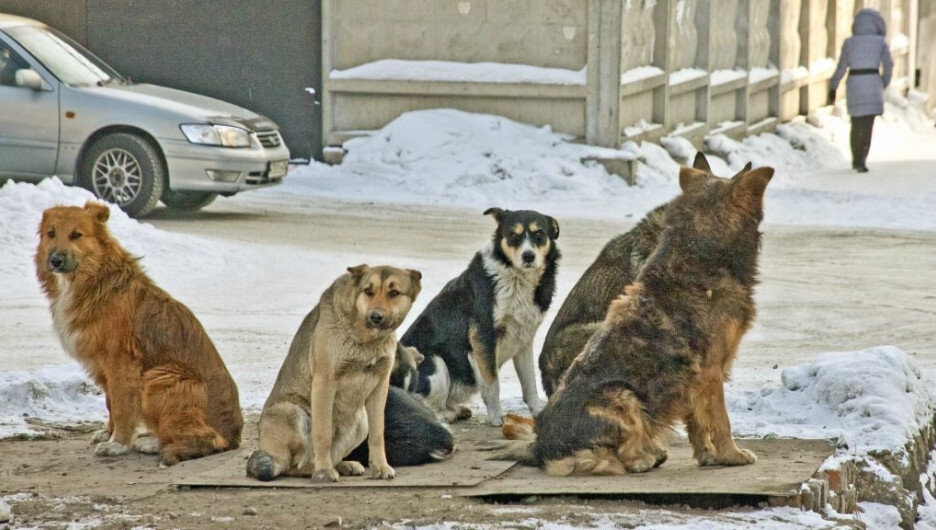 Бродячие собаки. Фото из открытых источников