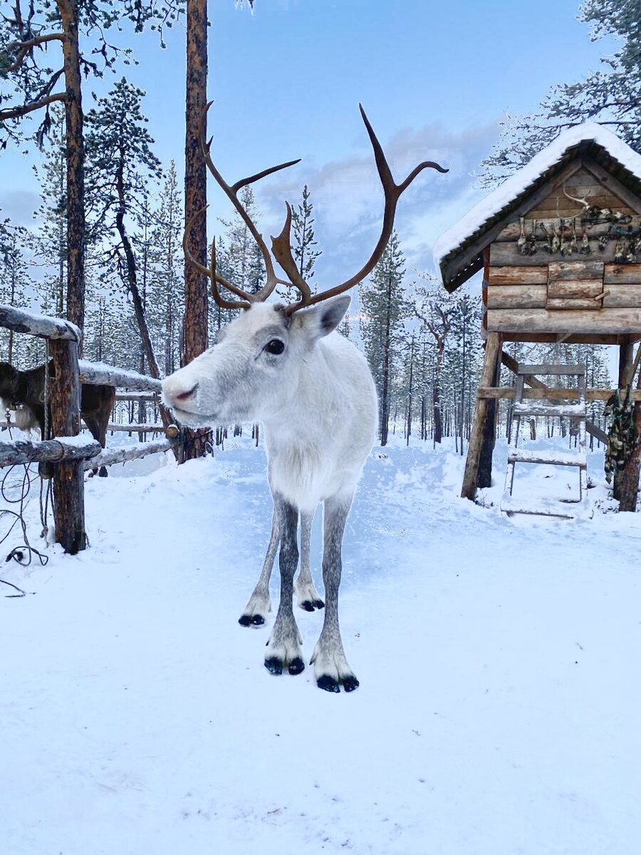 Саамская деревня хаски парк