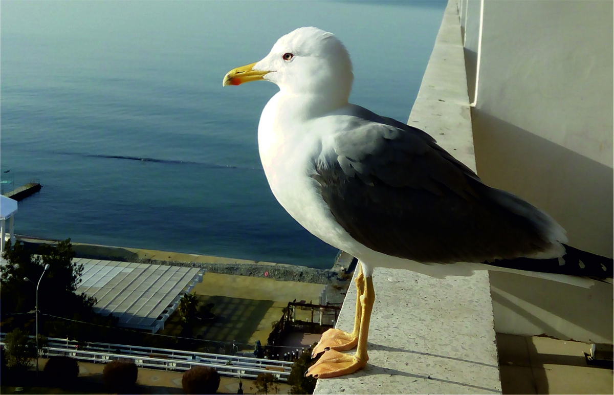 Прилетела в гости.