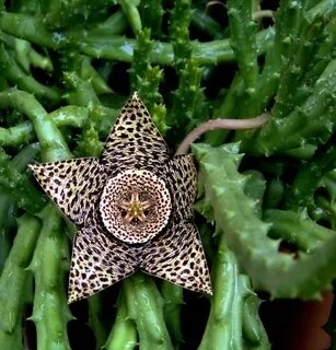 Разновидность суккулента.