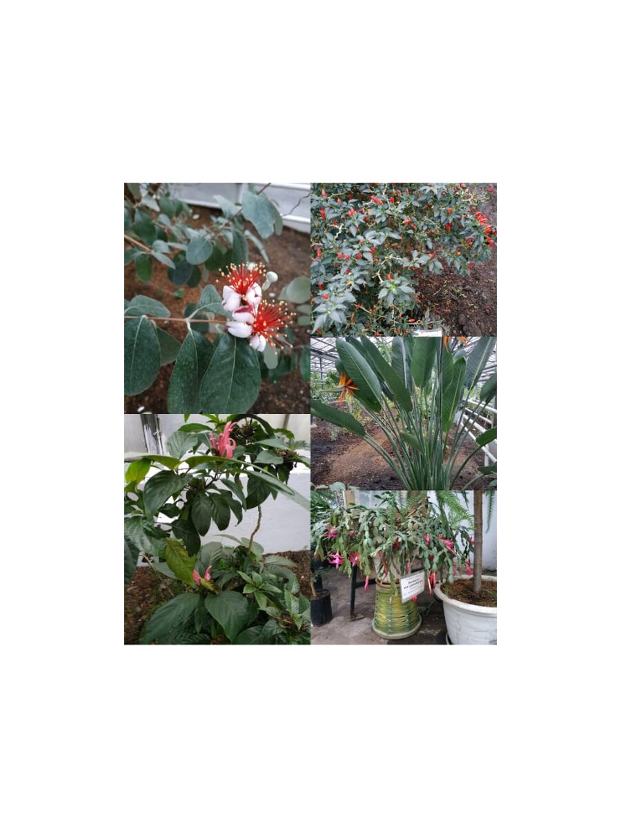 Пора цветения