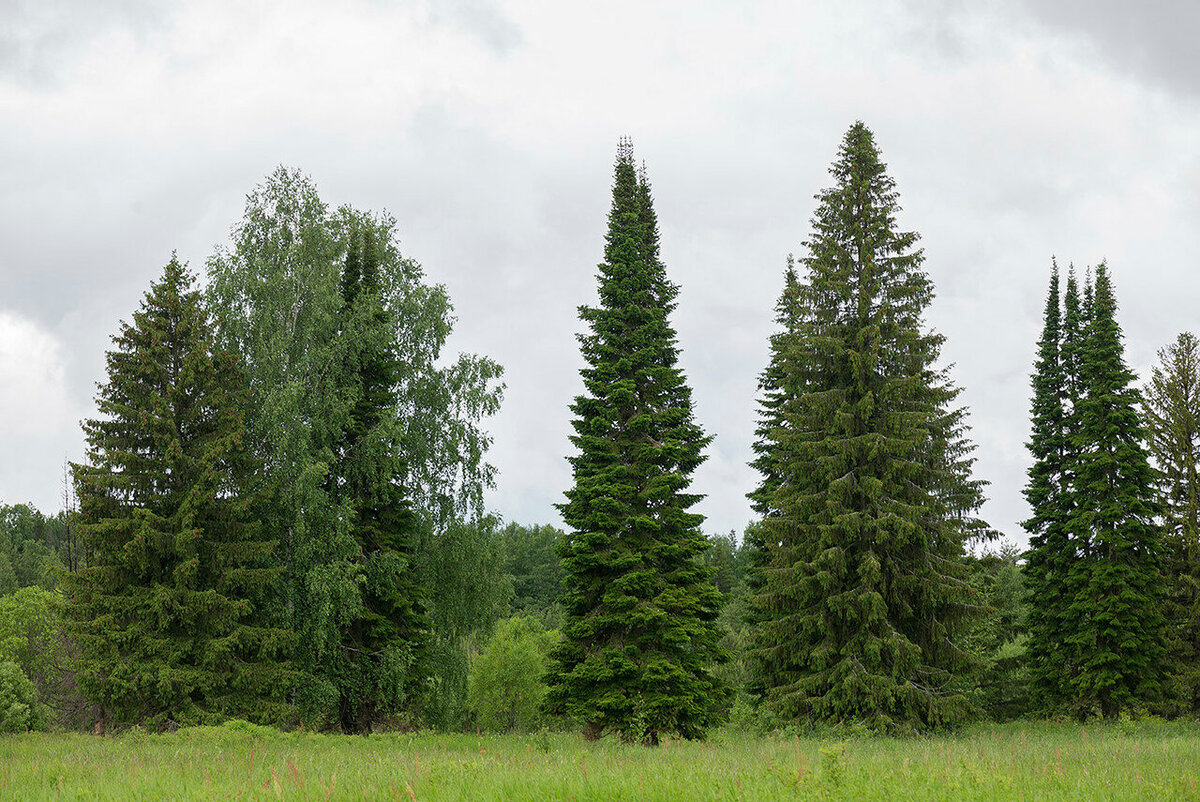 Пихта Сибирская Abies sibirica