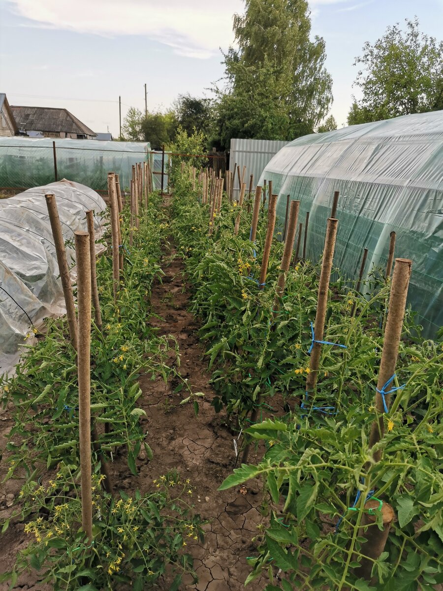 На этой грядке растут и высокорослые и низкорослые томаты. 