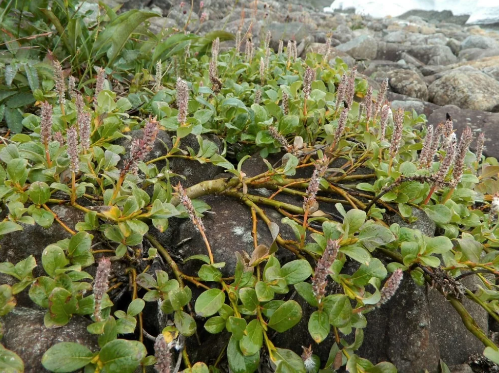 Полярная ива растение тундры. Salix Polaris Ива Полярная. Ива Арктическая Salix Arctica. Карликовая Ива в тундре. Полярная Ива в тундре.