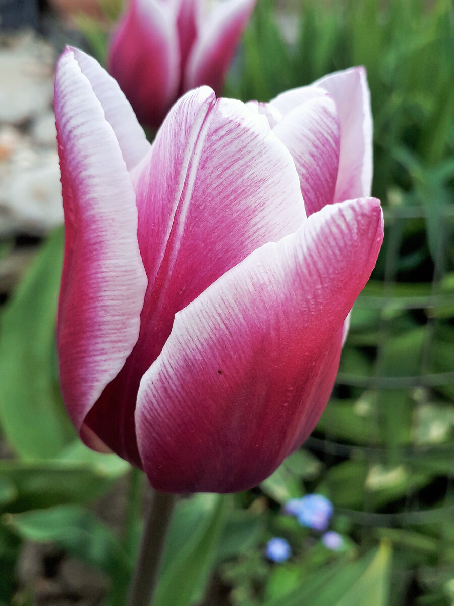 Тюльпаны в моем саду