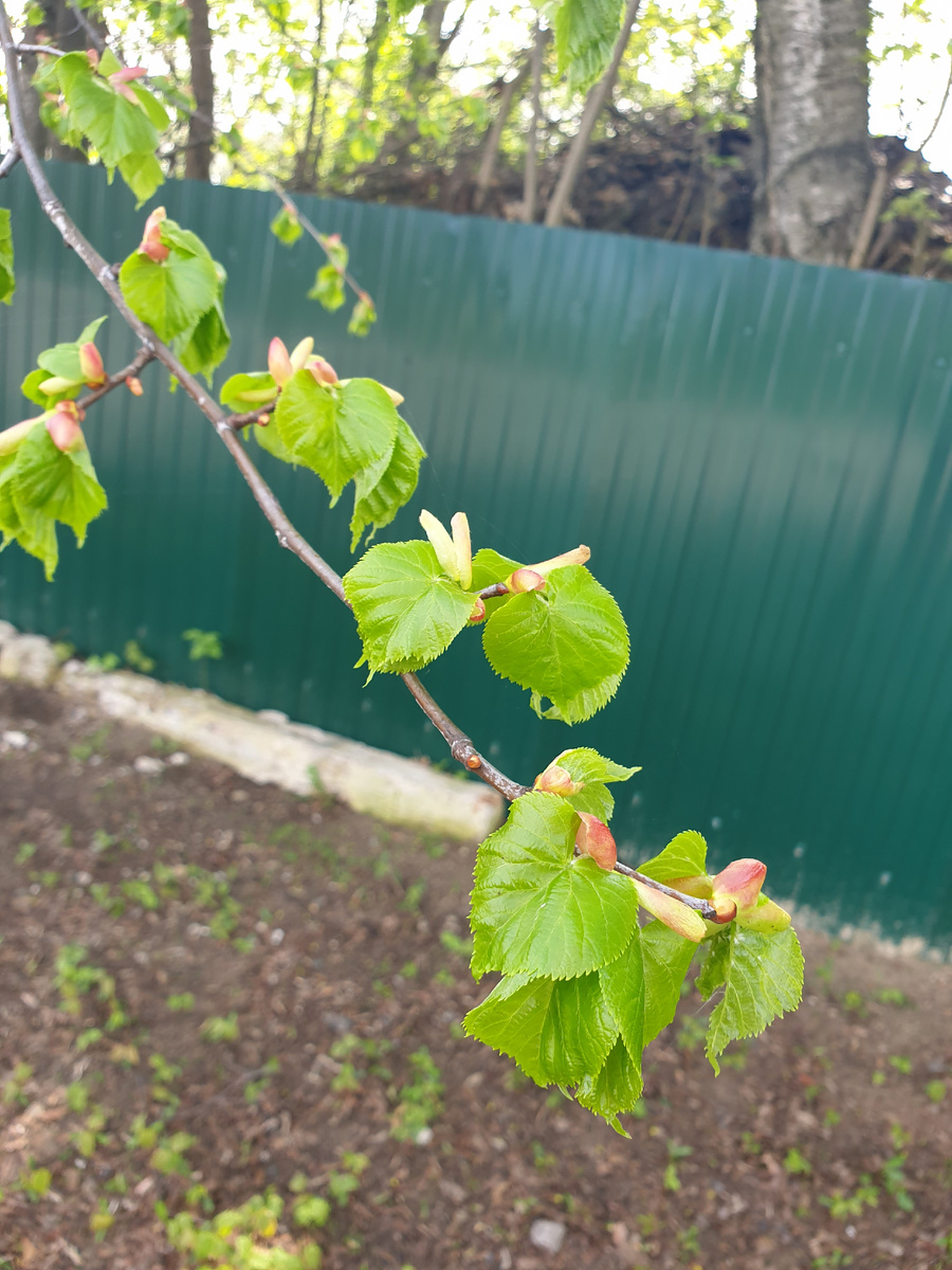 Нежные листочки