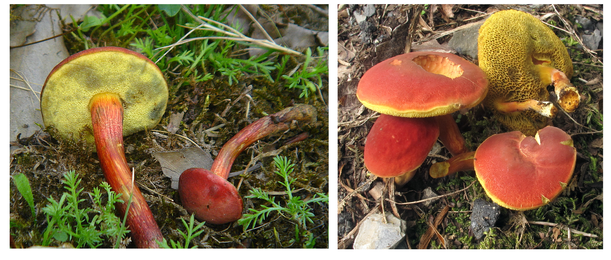 Моховик красный - обитатель лесов Дальнего Востока