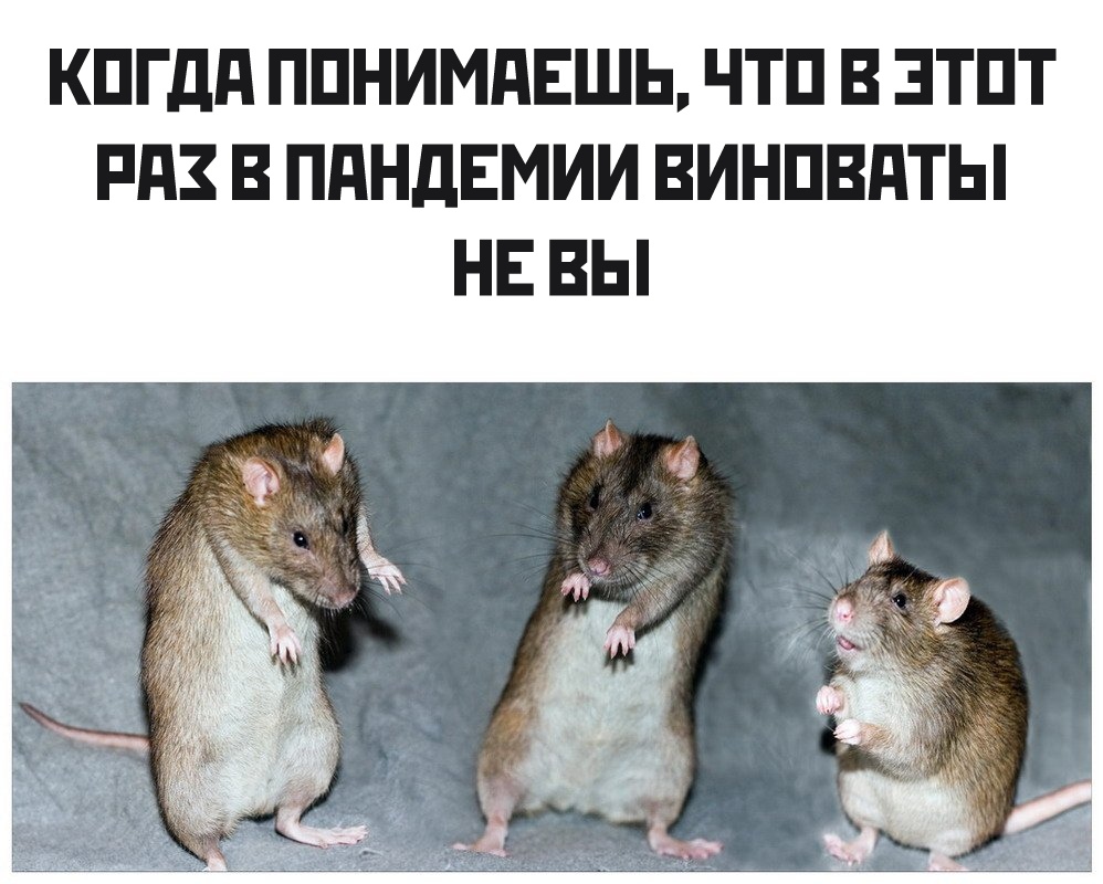 Юмористические картинки с надписями ржачные хохмовые