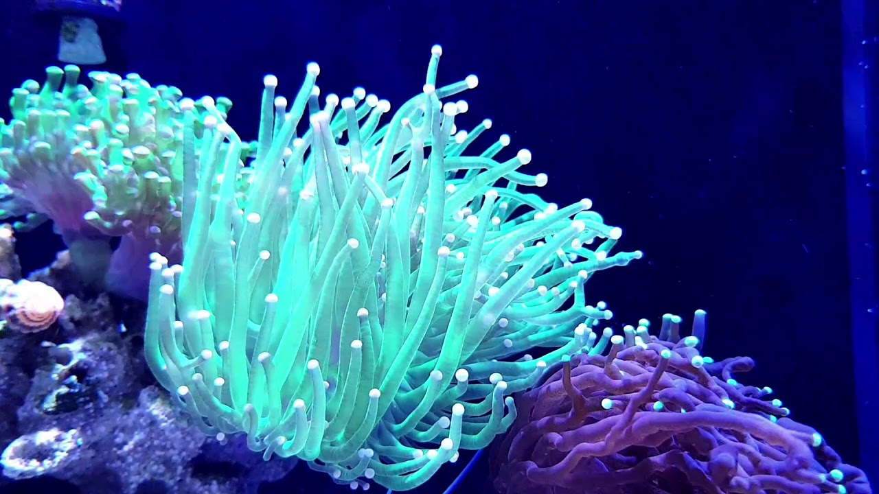 GloFish: Эксперимент, который вышел из-под контроля. ГМО рыбы, которых уже запретили в западных странах1