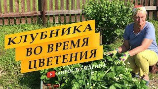 Клубника во время цветения Подкормка и уход