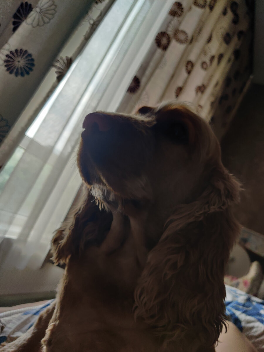 Это моя собака Мотя , она часто будет появляться тут )