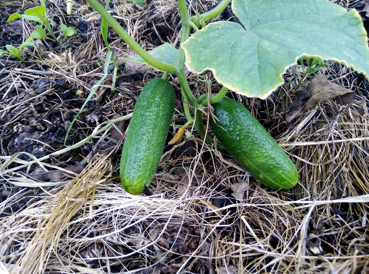 В самом низу куста уже подросли 2 огурчика. Это выращенный рассадой сорт Адам
