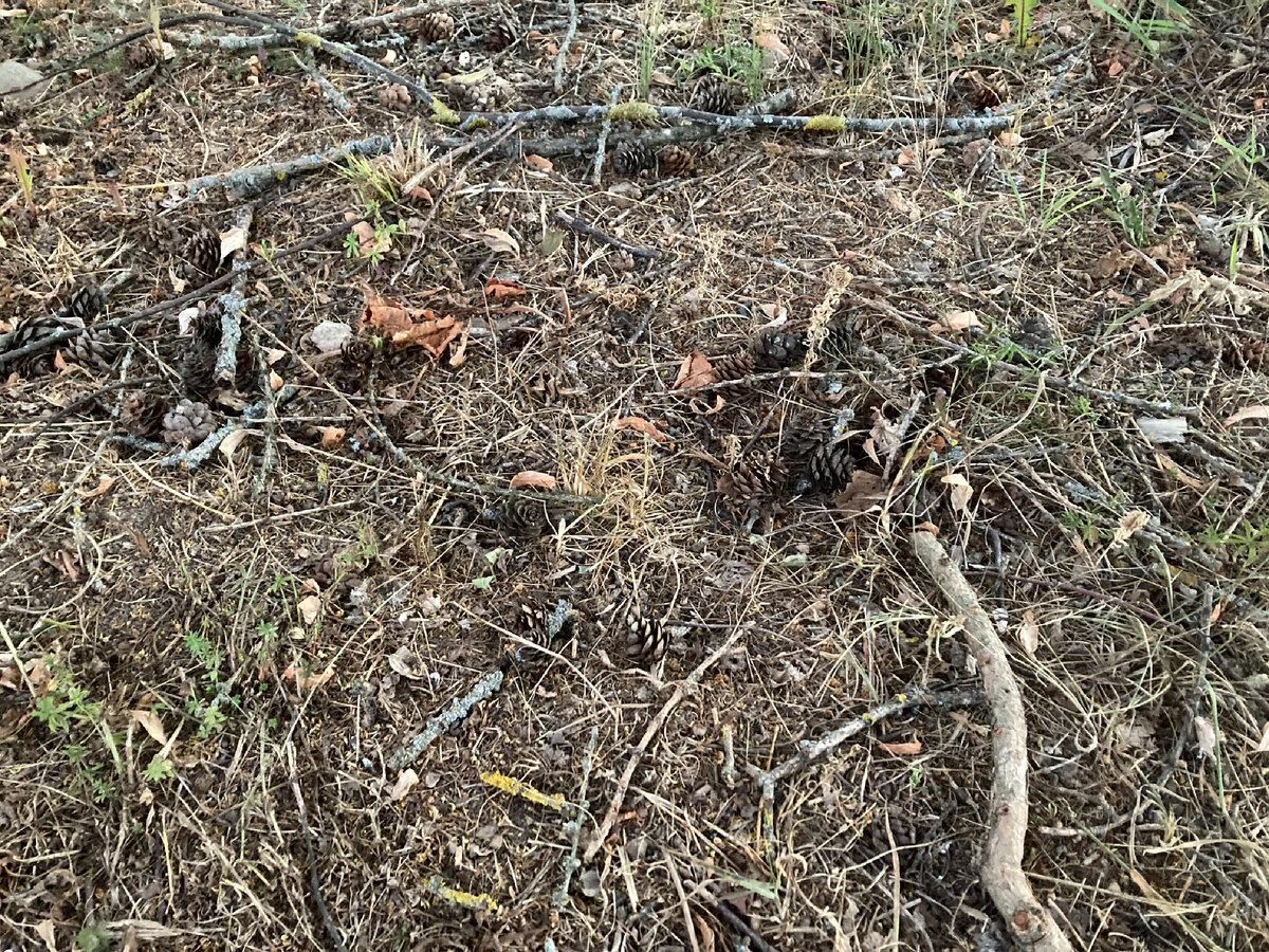 Я ничего не хочу решать в свой отпуск, хочу просто собирать шишки:) Фото автора