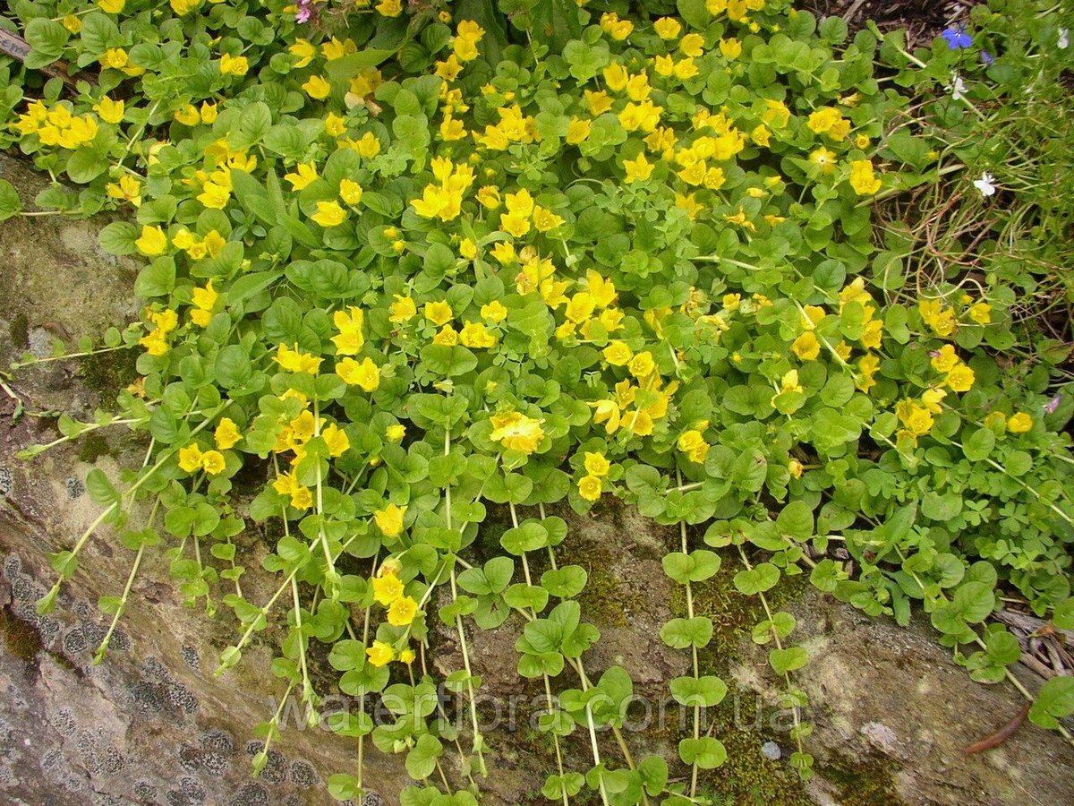 Он самый, но у мен🌟️️️️️️еще не цветет. Источник i.pinimg.com