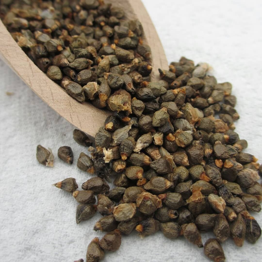 На латинском: Aframomum melegueta