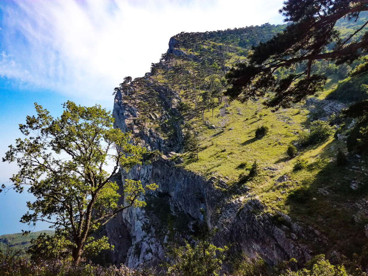 Лес на горе Ай-Петри / Турпортал Крыма, Светлана Мальцева