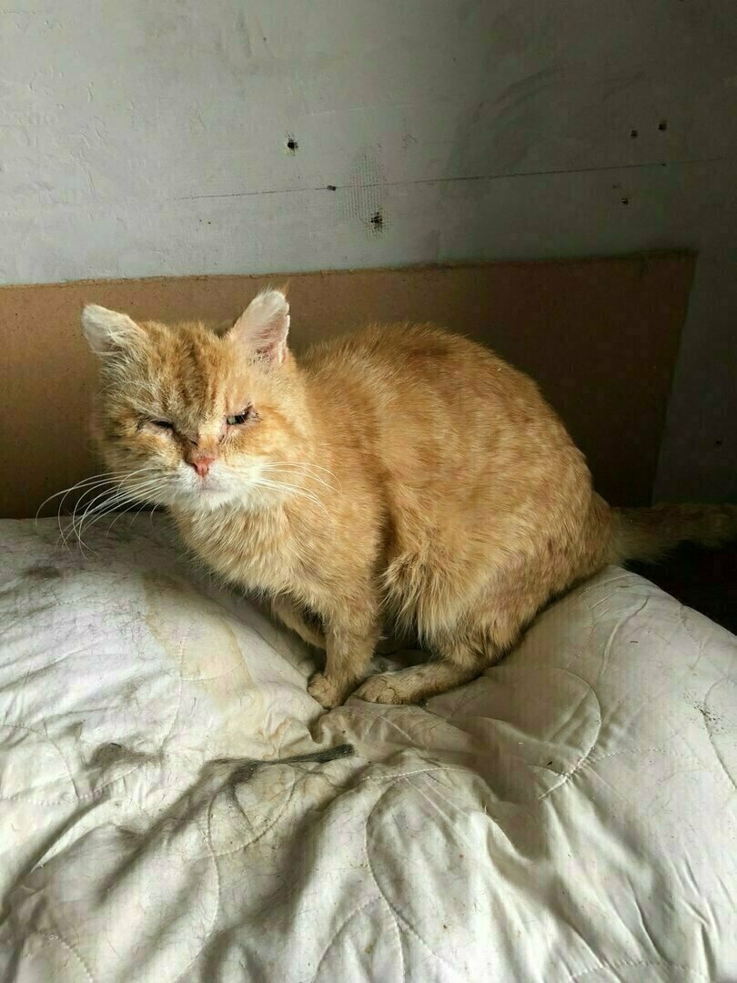 Хан после подвала, первый день у меня дома