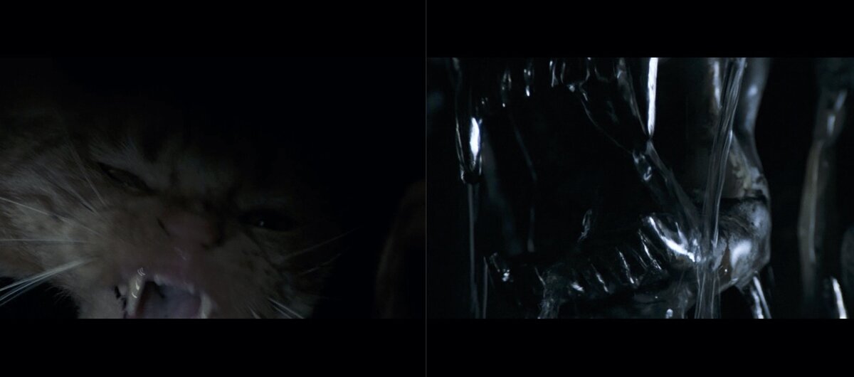 Кот vs Чужой