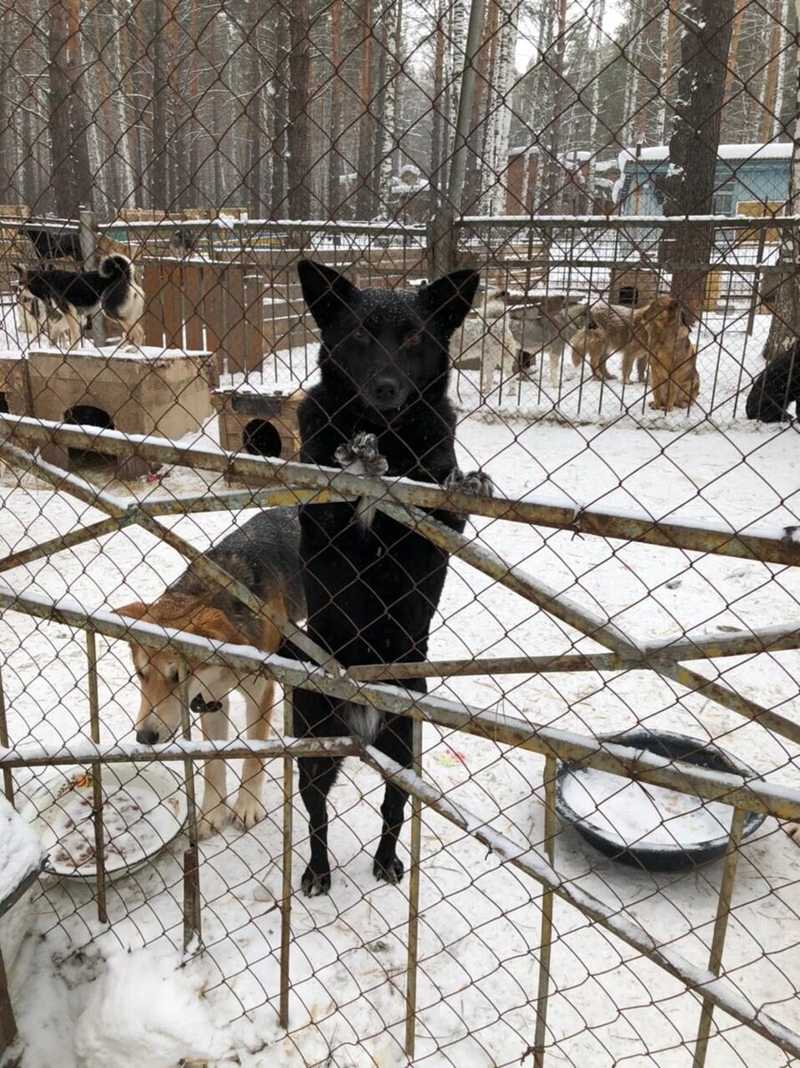 Чернышка всё ещё ждёт и надеется!! 