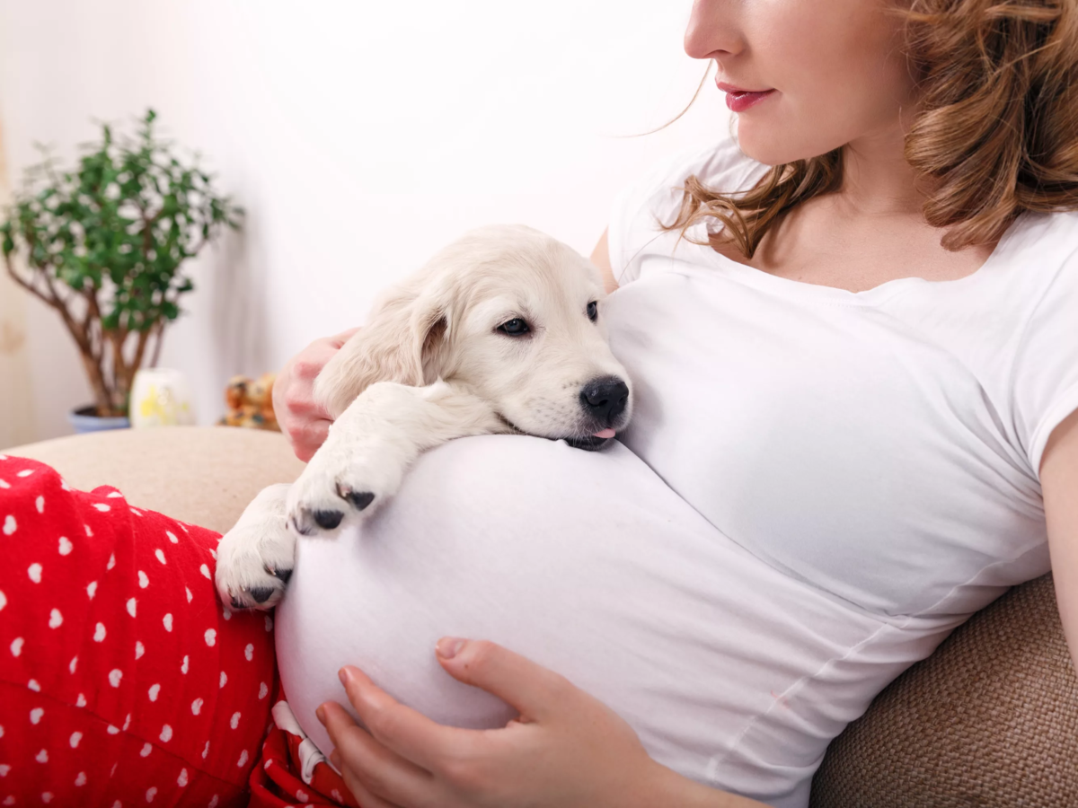 Могут ли собаки девочки. Новорожденные щенки чихуа. Могут ли собаки девочки. Собака и беременная хозяйка. Могут ли собаки девочки.