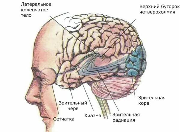 строение головного мозга