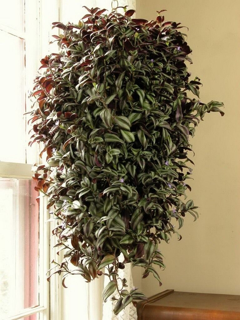 Фото из интернета