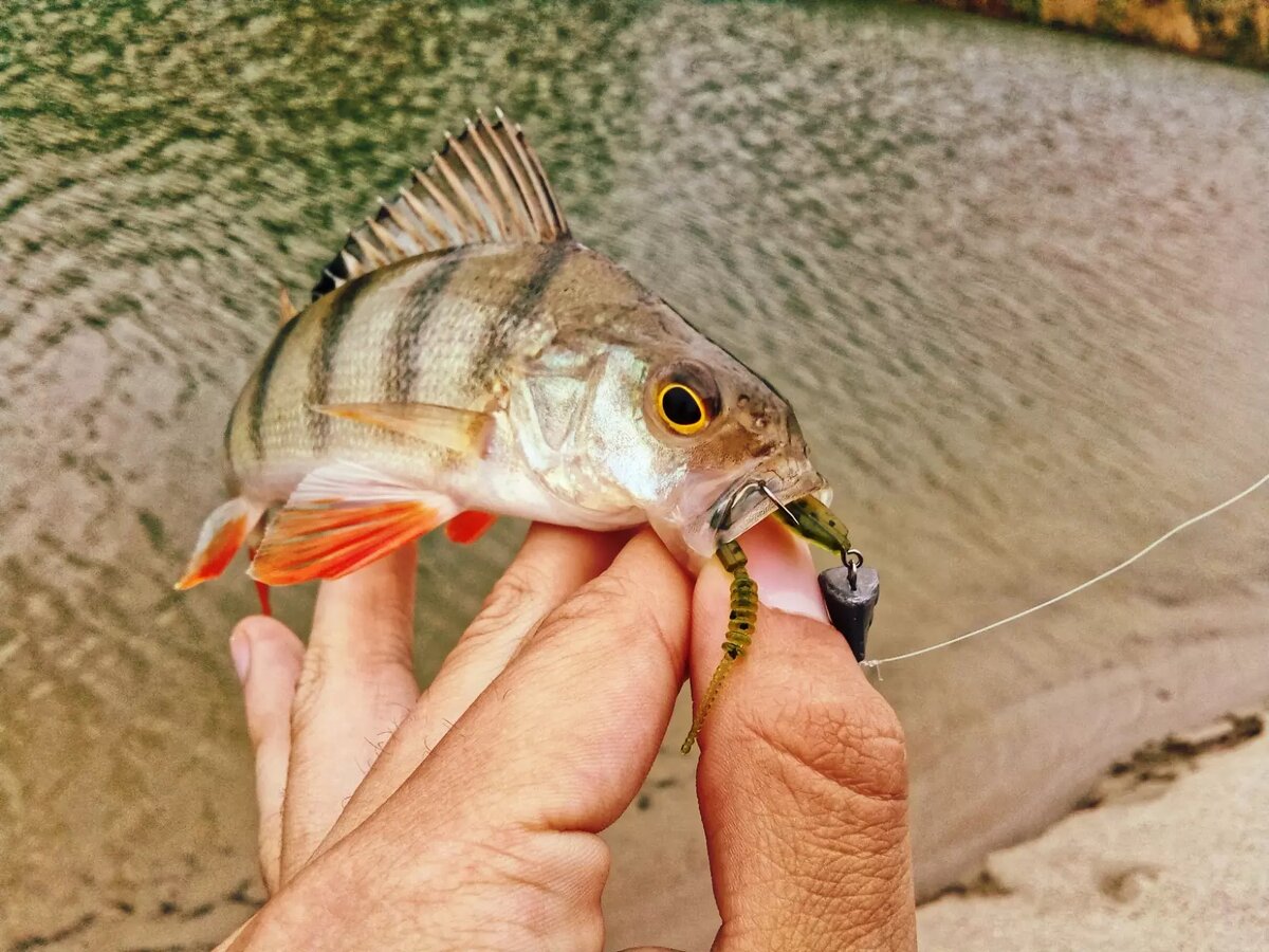 Мое знакомство с Kosadaka Trail worm началось в начале этого сезона. Хоть и приманка довольно интересная, много внимания ей я тогда еще не уделял. Эту приманку я приобрел случайно, вернее можно сказать «на сдачу», так как этот червячок довольно бюджетный. Я помню множество случаев, когда приманки «за копейки», на которые я не возлагал надежд, ловили рыбу во много раз лучше чем дорогие японские приманки, так же получилось и с Trail worm.
