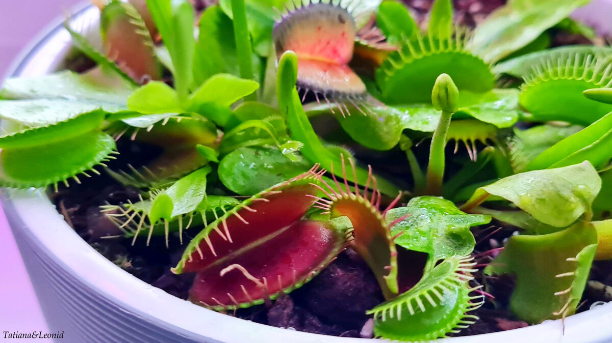  Размножение Венериным мухоловкой 