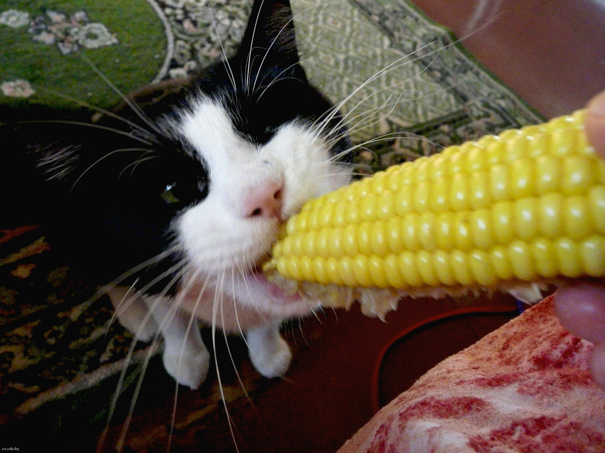 Делится надо