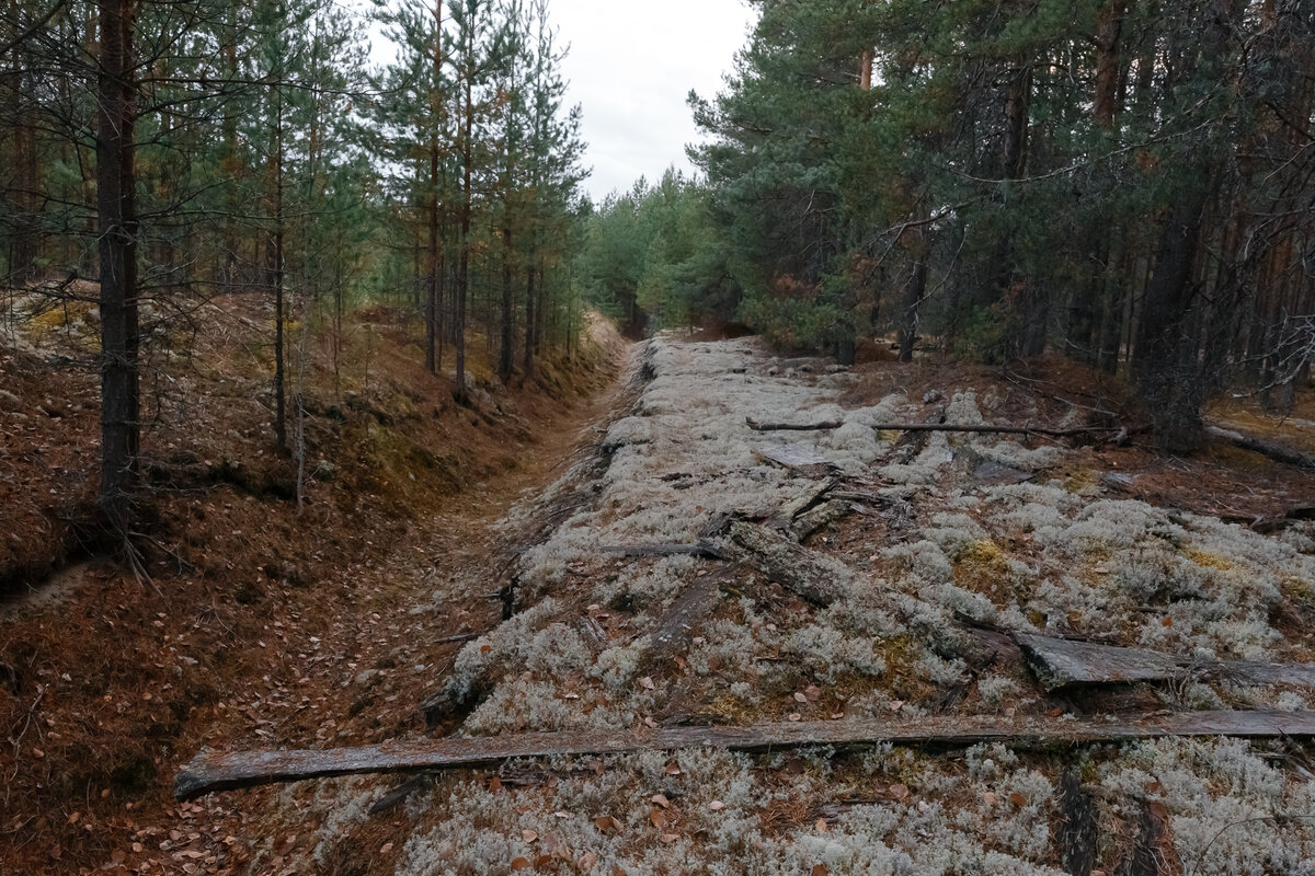 Остатки упавшего забора, окружавшего лагерь. За прошедшие годы здесь уже подросли молодые сосны, а доски покрылись мхом 