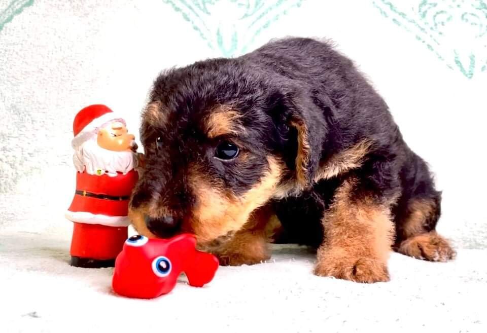 Любопытство 