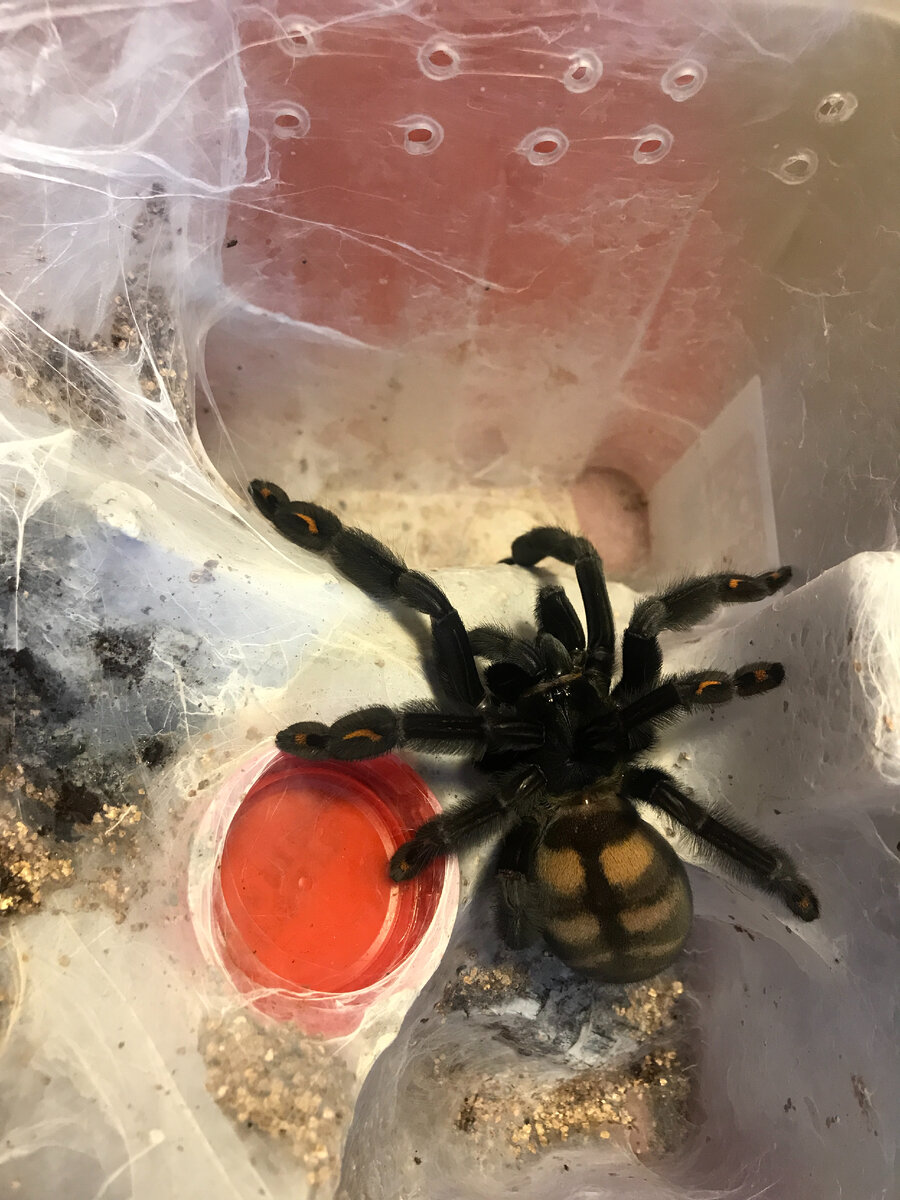 Psalmopoeus irminia 