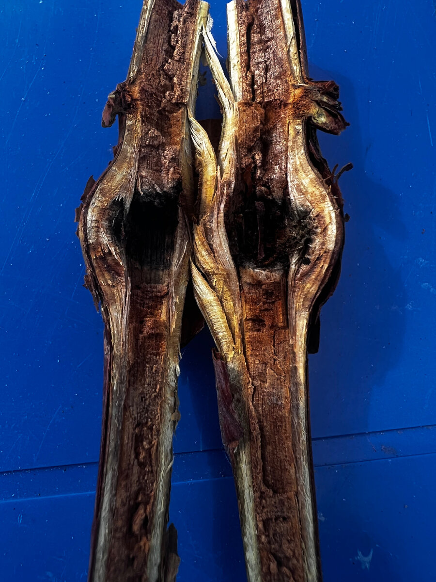 Побег, поражённый галлицей 