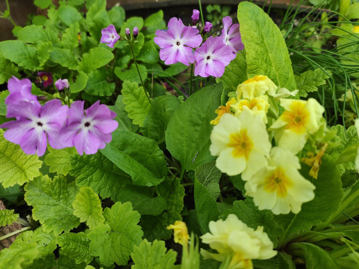 Цветы на клумбе.