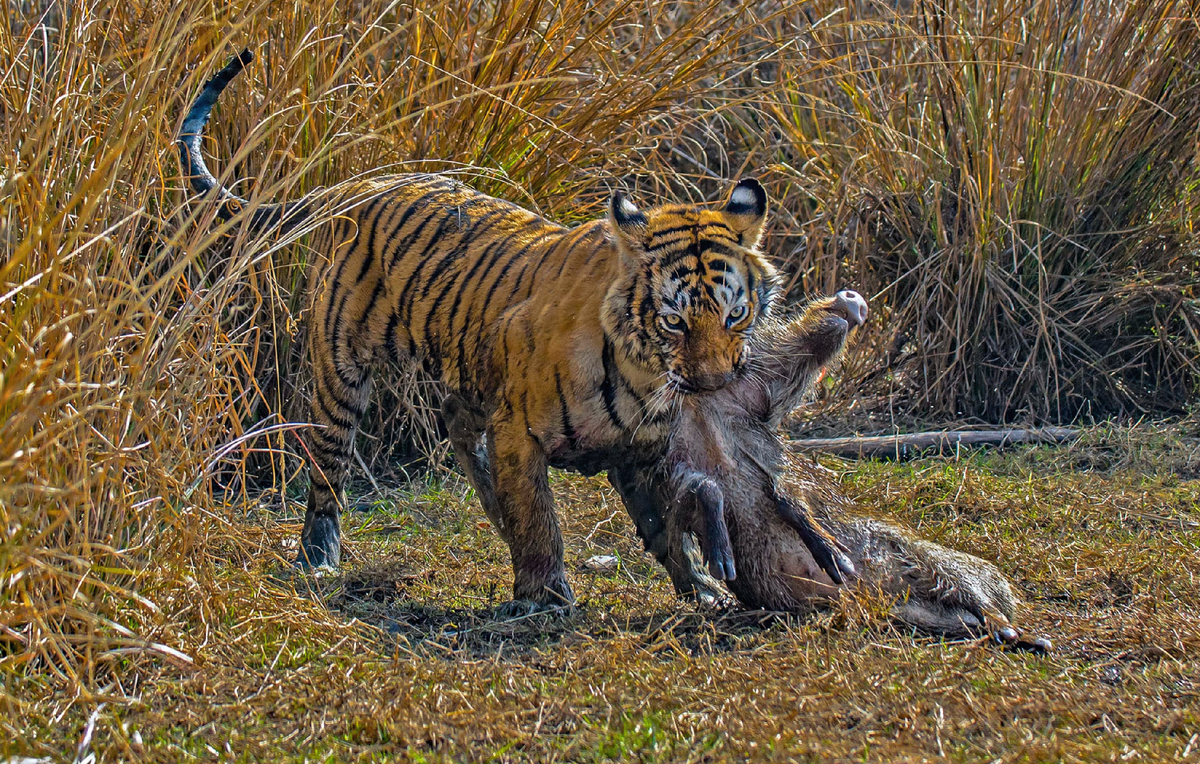 Tigers to hunt big animals. Тигр на охоте. Белый тигр охотится. Амурский тигр на охоте. Бенгальский тигр на охоте.