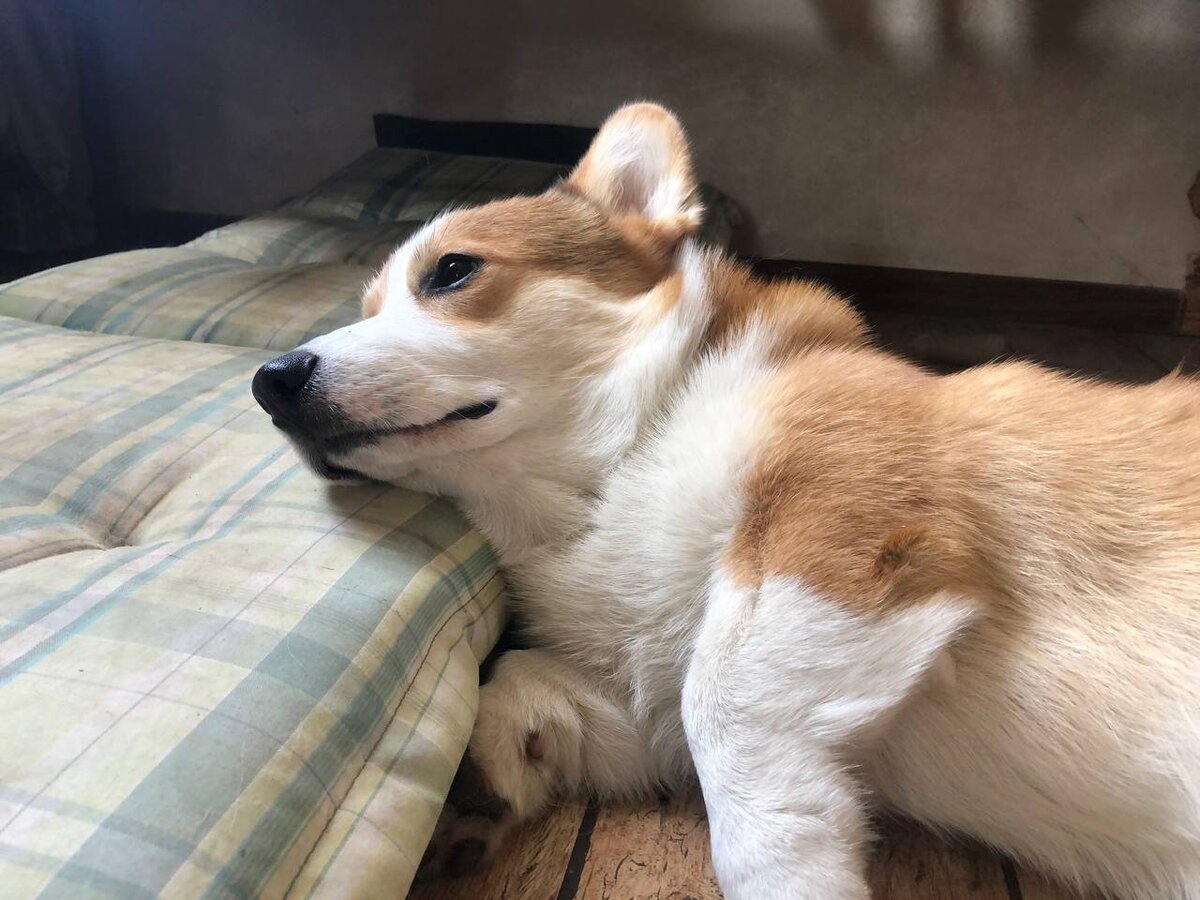 Хантер  на отдыхе