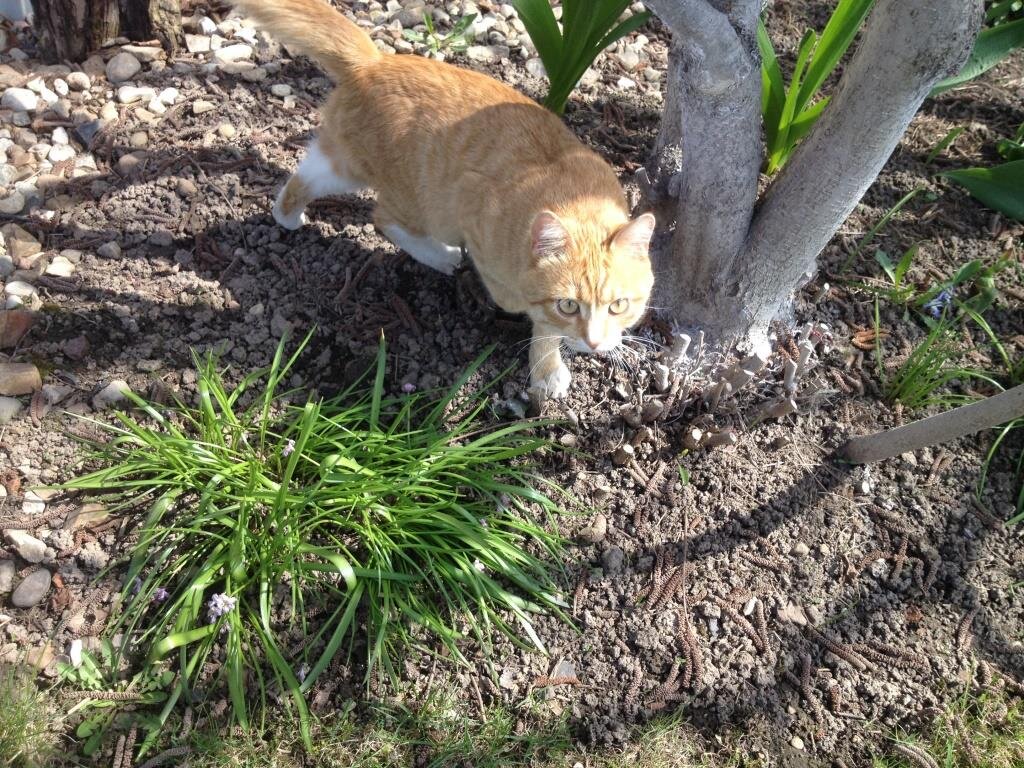 Симба тоже не понимает, почему побелка не держится?