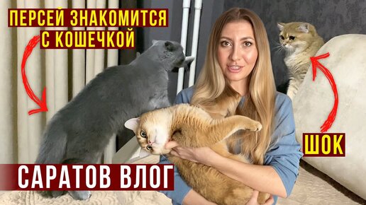 Пошла учиться краситься, ремонт в трёшке и супер торт